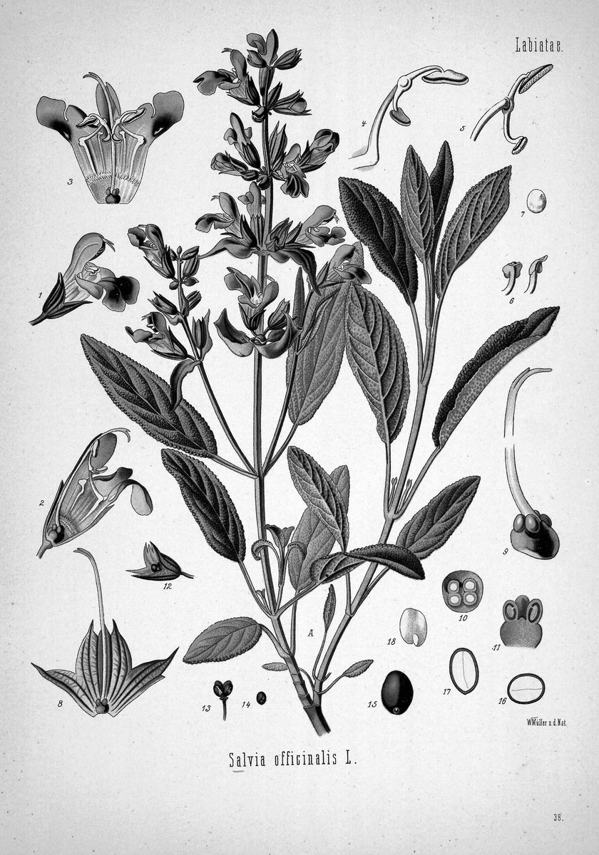 Lámina botánica antigua de la salvia (Salvia officinalis)